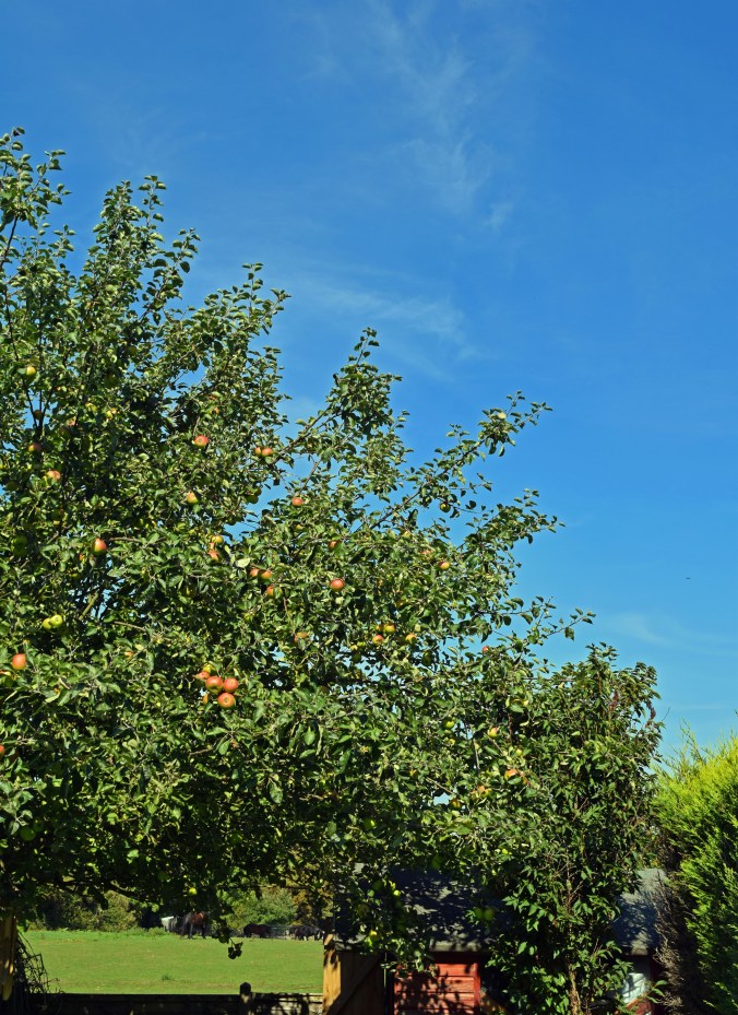 Apple Tree.jpg
