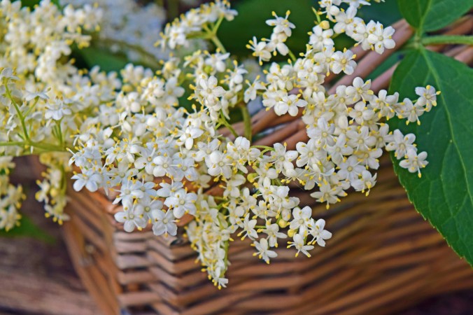 Elder basket
