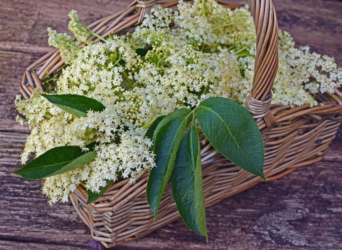 Elderflower Basket