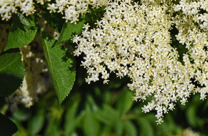 Elderflowers